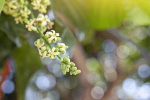 inflorescência de santol, sandoricum koetjape ou flor de fruta sentul na árvore com luz solar no fundo da natureza desfocada. foto