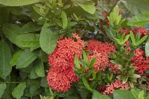 flor de ixora vermelha com gotas de chuva e iluminação do sol no jardim no fundo da natureza desfocada, foco seletivo. foto