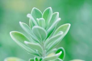 fundo de foco seletivo de paisagem de plantas verdes naturais, visão de natureza closeup de folha verde de frescura com espaço de cópia foto