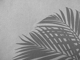 sombra de folha de palmeira no fundo da parede de concreto foto