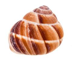 concha de caracol romano isolada em branco foto