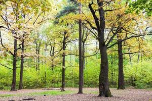 bosque de carvalhos na floresta em dia ensolarado de outubro foto