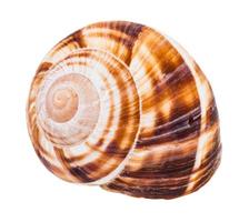 concha de caracol bordô isolado no branco foto