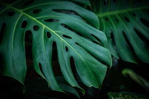 monstera, fundo de folha de planta de queijo suíço. conceito de planta em casa. foto