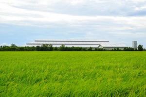 vista de um campo de arroz com uma fábrica no meio foto