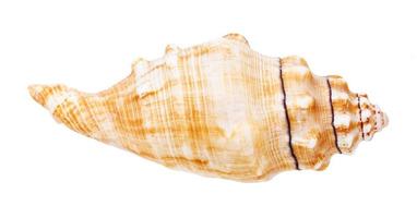 concha de caracol marinho isolado em branco foto