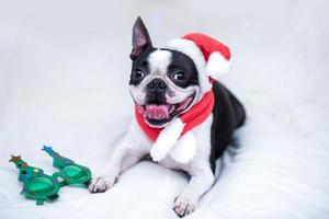 um cão boston terrier feliz e alegre em um chapéu de papai noel sorri e mostra a língua na cama branca em casa. o conceito de ano novo e natal. foto