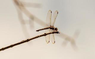 libélula em um galho seco foto