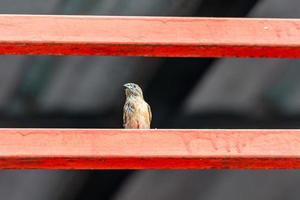 munia de peito escamoso, munia manchado em cima do muro foto