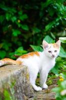 gatos são intrusivos, mas odeiam admitir foto