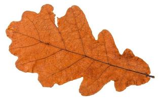folha seca de outono de carvalho isolada foto