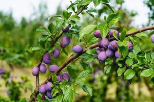 ameixa - prunus domestica na terra velha ao lado de hamburgo foto