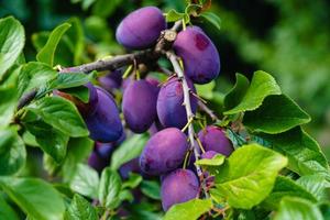 ameixa - prunus domestica na terra velha ao lado de hamburgo foto