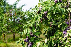 ameixa - prunus domestica na terra velha ao lado de hamburgo foto