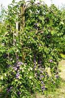 ameixa - prunus domestica na terra velha ao lado de hamburgo foto