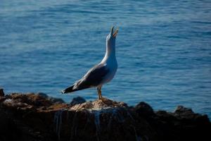 gaivotas na costa mediterrânea da costa brava catalã foto