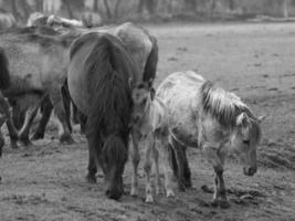 muitos cavalos selvagens foto