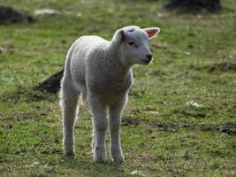 cordeiros e ovelhas na Vestfália foto