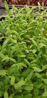 stellaria media ou chickweed comum ou little mouse ear chickweed é uma planta anual da família dos cravos caryophllaceae. foto