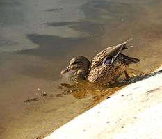 pato em um fundo de água com brilho do sol. pato na margem de concreto. o pássaro entra na água foto