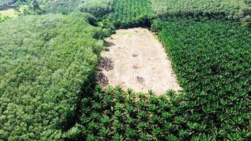 fotografia aérea da grande plantação de dendezeiros na tailândia. convertendo uma vista de alto ângulo de uma plantação de dendezeiros. conceito de óleo de palma foto