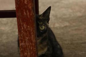 um gato minúsculo olhando para uma lente. gato fofo olhando com lindo olho foto