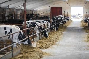 vacas reprodutoras em pecuária livre. estábulo. fazenda de vacas de gado. rebanho de vacas brancas pretas estão olhando para a câmera com interesse. foto