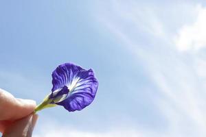 pólen de flores silvestres exibido contra um fundo de céu brilhante. foto