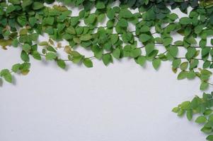 Os figos rastejantes são pequenas plantas folhosas que cobrem as paredes da casa e decoram as paredes da casa. foto