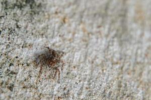 esta é uma foto macro de uma aranha. foto macro de aranha, foto de aranha saltadora, foto de close-up de aranha.