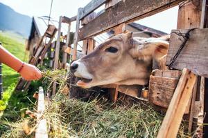 mão id uma criança dando grama para uma vaca foto