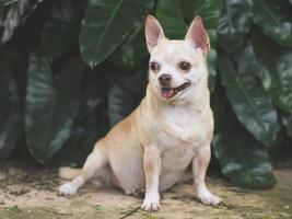 cão chihuahua de cabelo curto castanho bonito sentado no chão de cimento no jardim, olhando curiosamente. foto