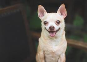 cão chihuahua de cabelo curto castanho gordo stadning na poltrona vintage preta no jardim, sorrindo e olhando para a câmera. foto