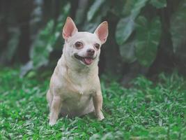 cão chihuahua de cabelo curto castanho bonito sentado na grama verde no jardim, olhando curiosamente. foto