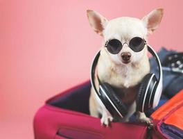 cachorro chihuahua de cabelo curto marrom usando óculos escuros e fones de ouvido no pescoço, de pé na mala rosa com acessórios de viagem, isolados no fundo rosa. foto