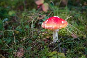 amanita muscari. tóxico e alucinógeno lindo cogumelo ruivo voa agárico na grama no fundo da floresta de outono. fonte da droga psicoativa muscarina foto