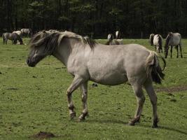 cavalos selvagens na Vestfália foto