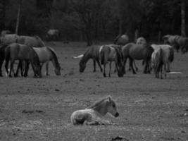 cavalos selvagens em um prado na Alemanha foto