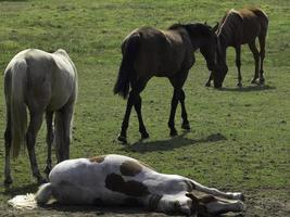 cavalos e potros na alemanha foto