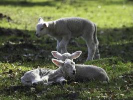 ovelhas na Westphalia foto