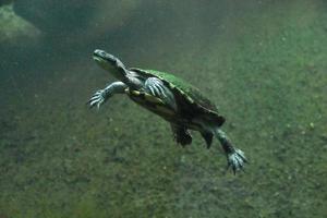 tartaruga de pescoço de cobra australiana subaquática nadando ao longo foto