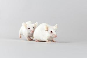 rato albino jogando
