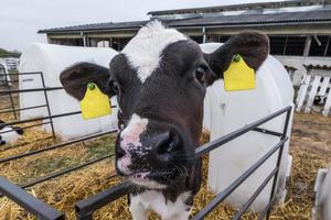 fazenda de vacas de gado com rebanho de vacas brancas pretas estão olhando para a câmera com interesse. vacas reprodutoras em pecuária livre. estábulo. foto