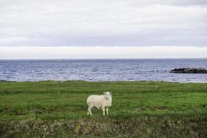 um cordeiro islandês bonitinho em pé na grama verde à beira-mar na islândia foto