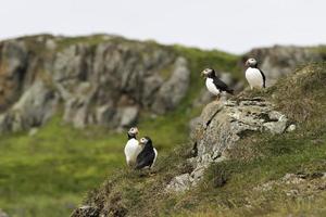 um grupo de belos papagaios-do-mar em um penhasco gramado na islândia foto