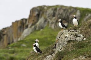 um grupo de belos papagaios-do-mar em um penhasco gramado na islândia foto