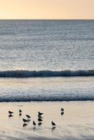 um grupo de pequenos pássaros em uma praia negra na islândia durante o pôr do sol. foto