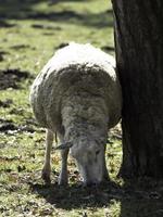 ovelhas em um prado na Westphalia foto