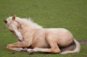 cavalos em um campo germa foto