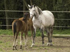 potros e cavalos bonitos foto